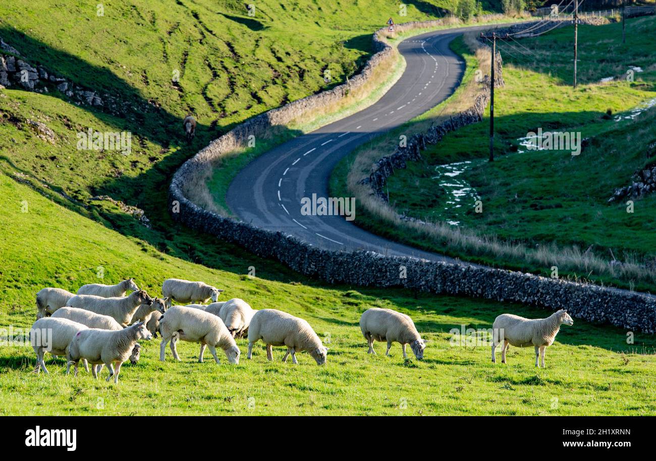 Schafe und Straßen durch Brook Bottom, Tideswell, High Peak, Derbyshire im Peak District, Großbritannien Stockfoto