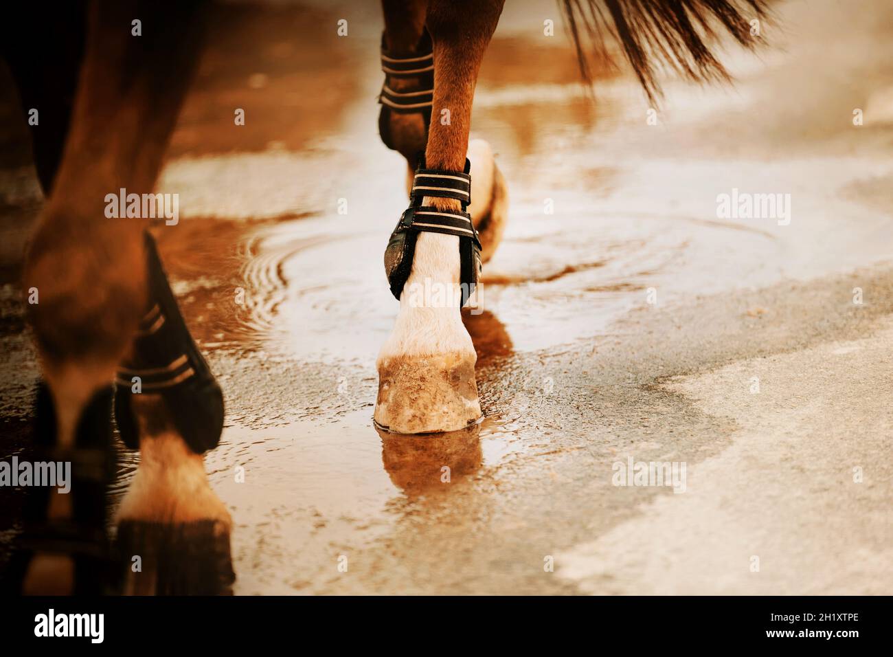 Die Beine eines Sauerampfpferdes mit langem Schwanz, das an einem herbstlich bewölkten Tag mit seinen Hufen auf die Wasserspiegelfläche einer Pfütze tritt. Reiten s Stockfoto