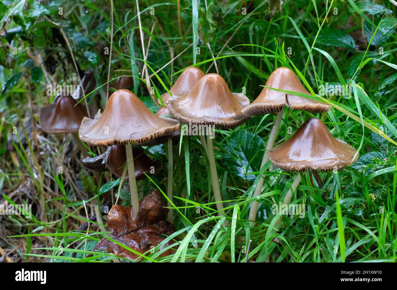 Brittlestems Toadstool, Silverdale, Lancashire, Großbritannien Stockfoto