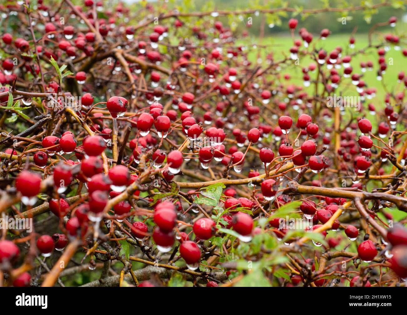 Weißdornbeeren im Herbstregen in Silverdale, Lancashire, Großbritannien Stockfoto