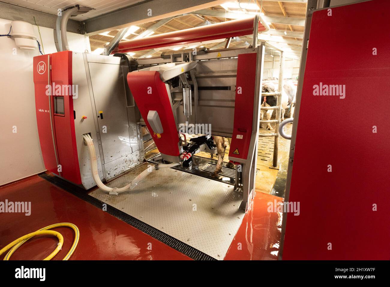 Eine Roboter-Melkmaschine auf einem Milchviehbetrieb, Lancashire, Großbritannien Stockfoto