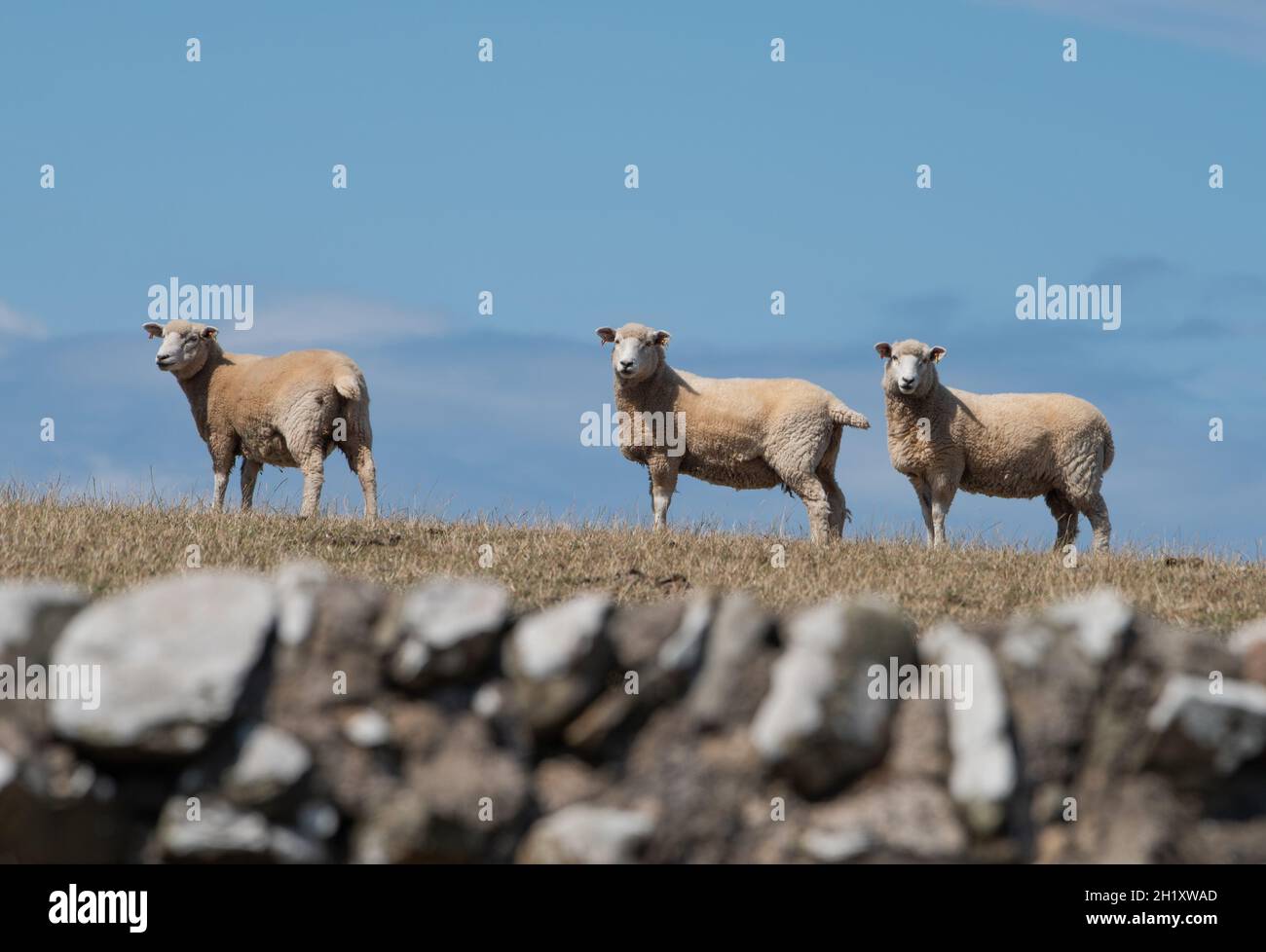 Romney ist auf einem Feld, Dumfries und Galloway, Schottland, Großbritannien Stockfoto