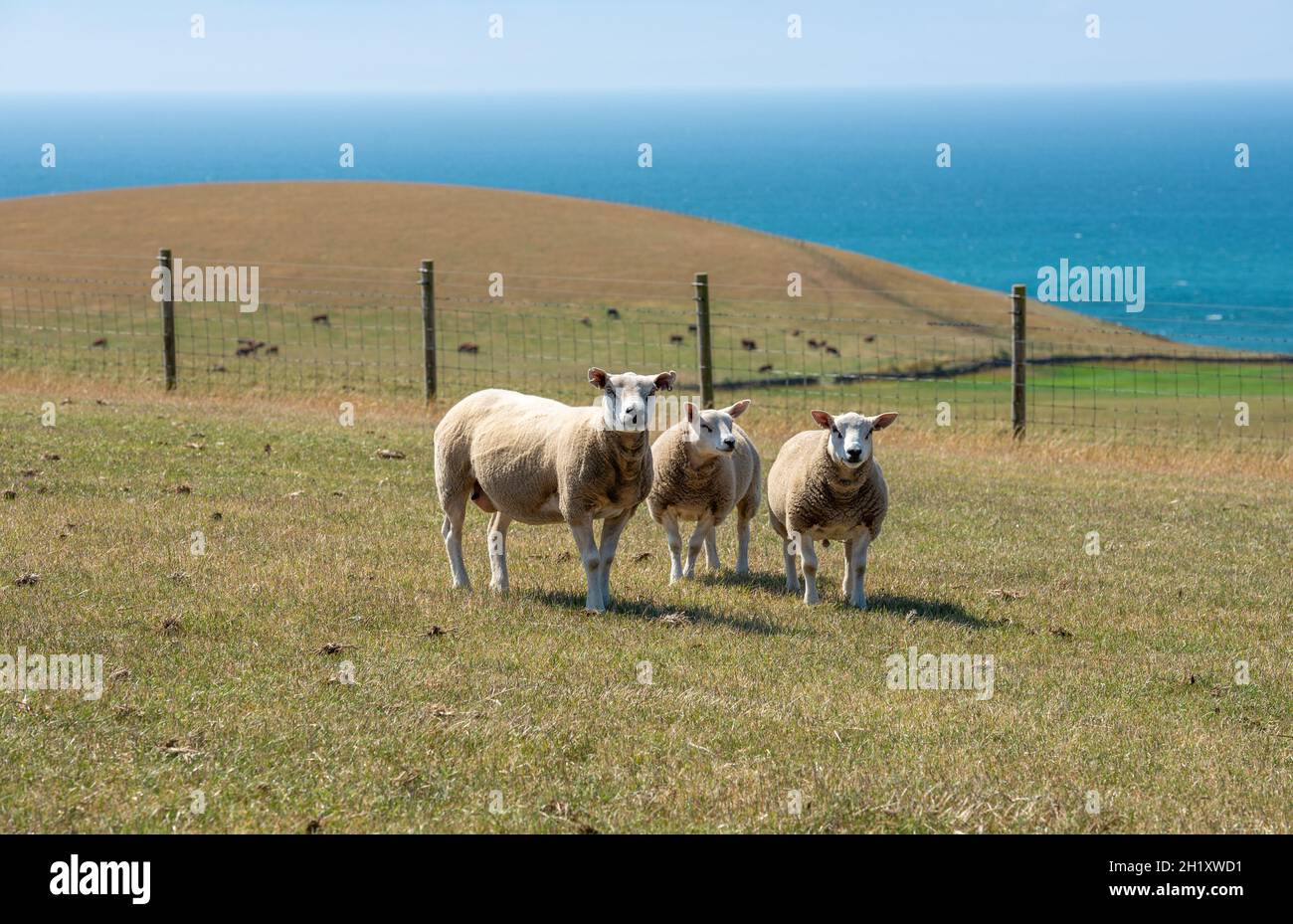 Texel Sheep, Dumfries und Galloway, Schottland, Vereinigtes Königreich Stockfoto