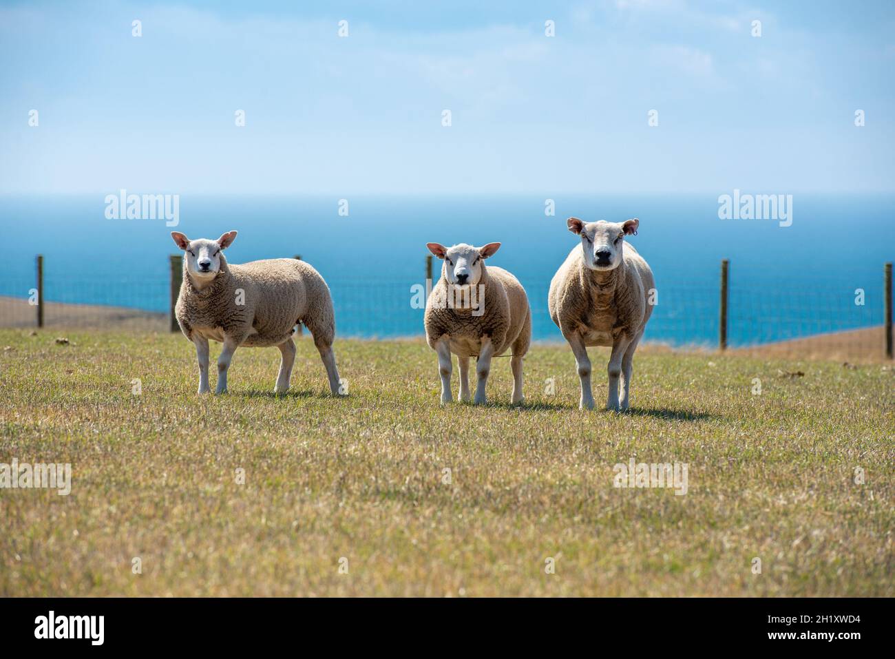 Texel Sheep, Dumfries und Galloway, Schottland, Vereinigtes Königreich Stockfoto