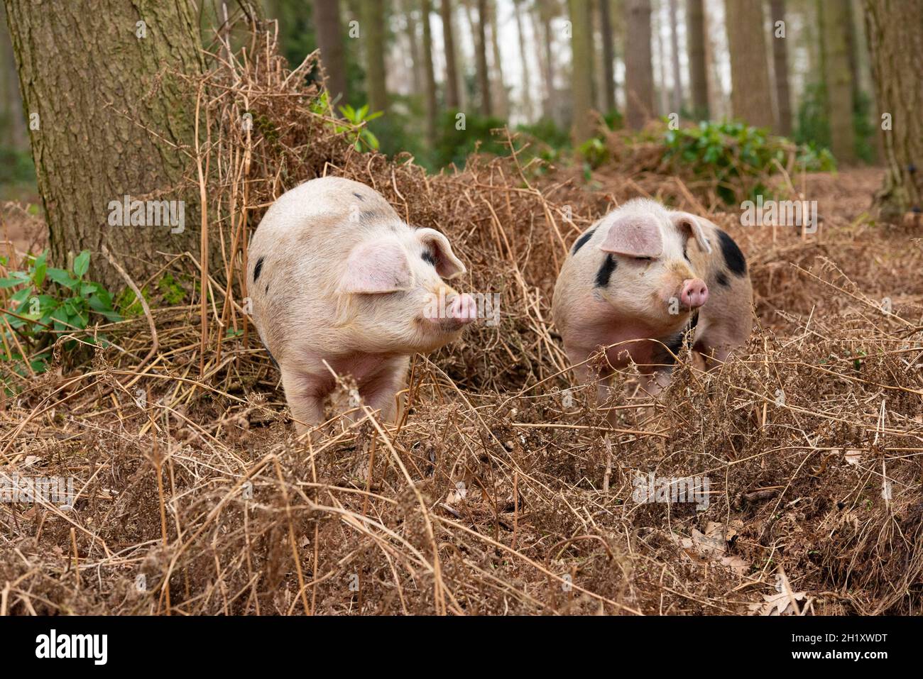 Gloucester Old Spot Junge Wildschweine im Wald, Yorkshire, Großbritannien Stockfoto