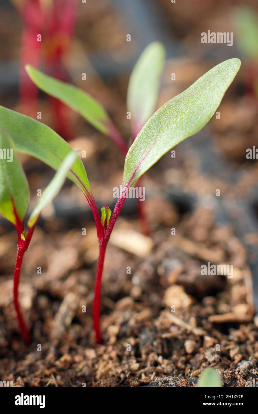 Rote Beete, die in einem modularen Tablett wachsen. Beta vulgaris 'Detroit 2 Crimson Globe'. Stockfoto