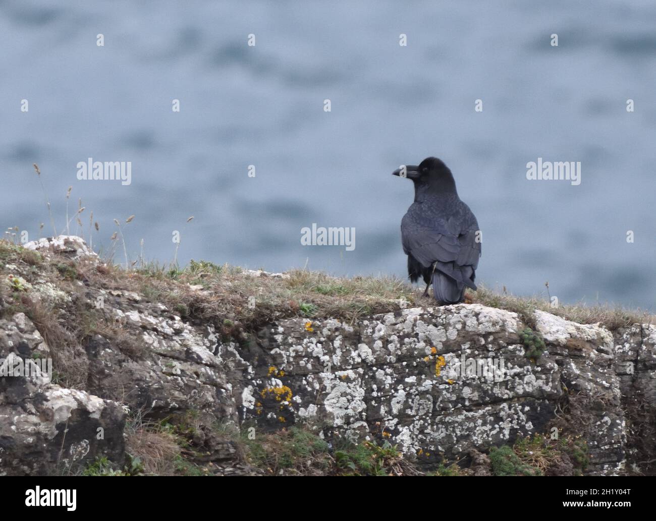 Ein gewöhnlicher Rabe (Corvus corax) in seinem typischen Meeresklippen-Lebensraum. Stackpole, Pembrokeshire, Wales. VEREINIGTES KÖNIGREICH Stockfoto