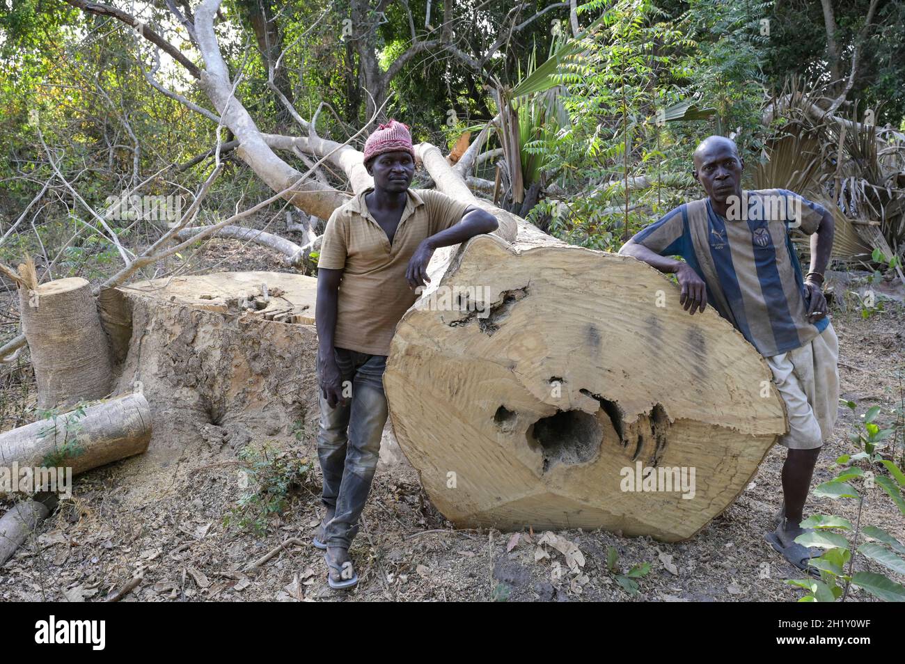 SENEGAL, Casamance, Ziguinchor, Entwaldung, Baumstammung in Diola Stammesdorf / Abholzung, Handel mit illegalem Holz, gefällter Baum Stockfoto