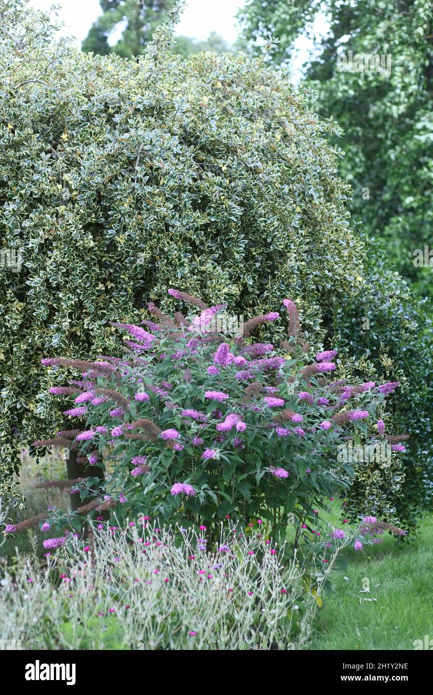 Buddleia und Holly in einem Garten Stockfoto