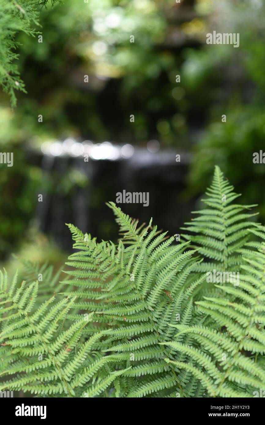 Farn wächst in den Wäldern Stockfoto