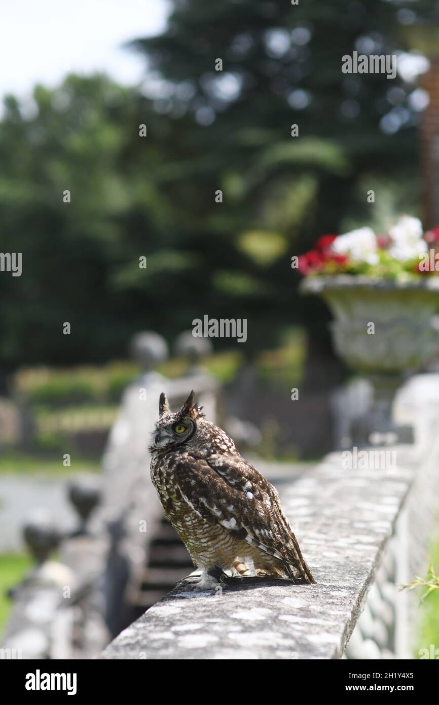 Eule an einer Gartenwand Stockfoto