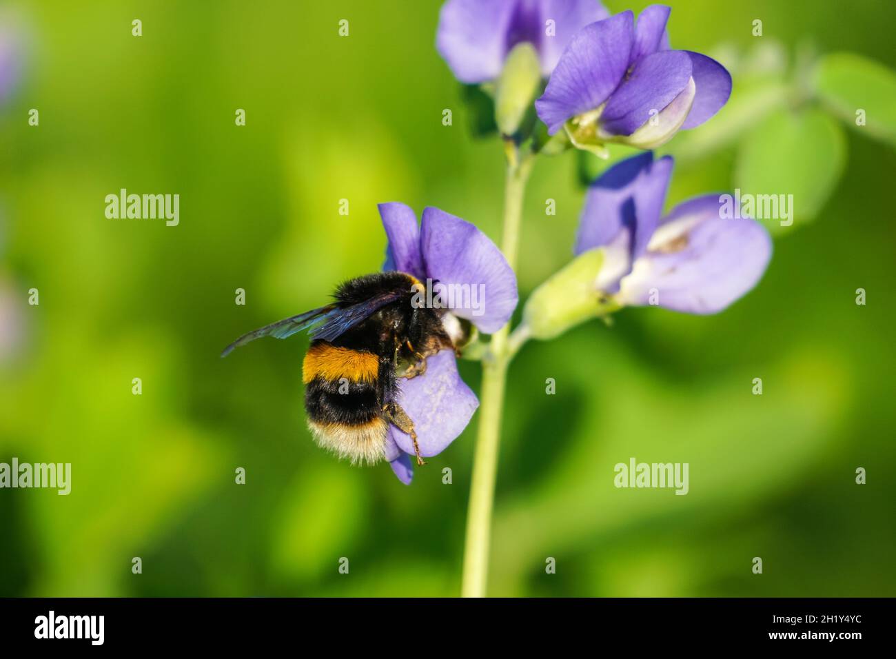 Hummel auf lila Blume auf der Wiese, Bombus terrestris Hummel Stockfoto