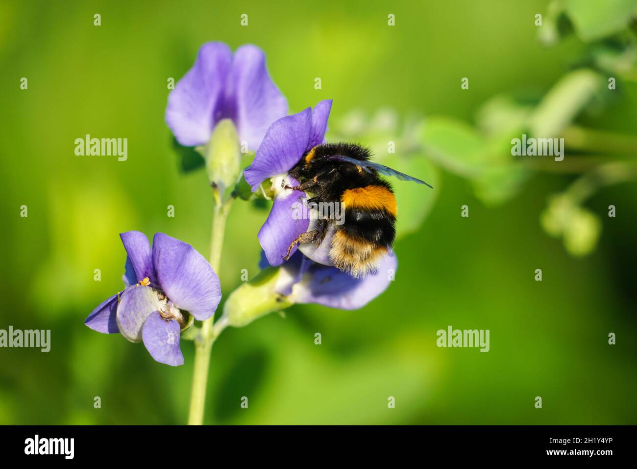 Hummel auf lila Blume auf der Wiese, Bombus terrestris Hummel Stockfoto
