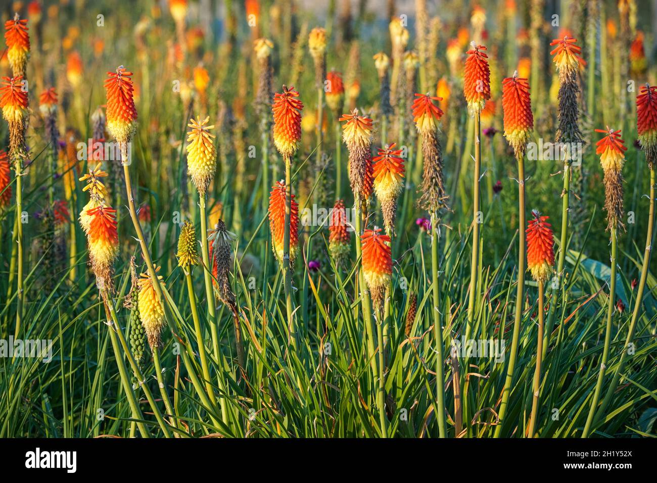 Rote heiße Racker oder Fackellilien Pflanzen im Garten Stockfoto