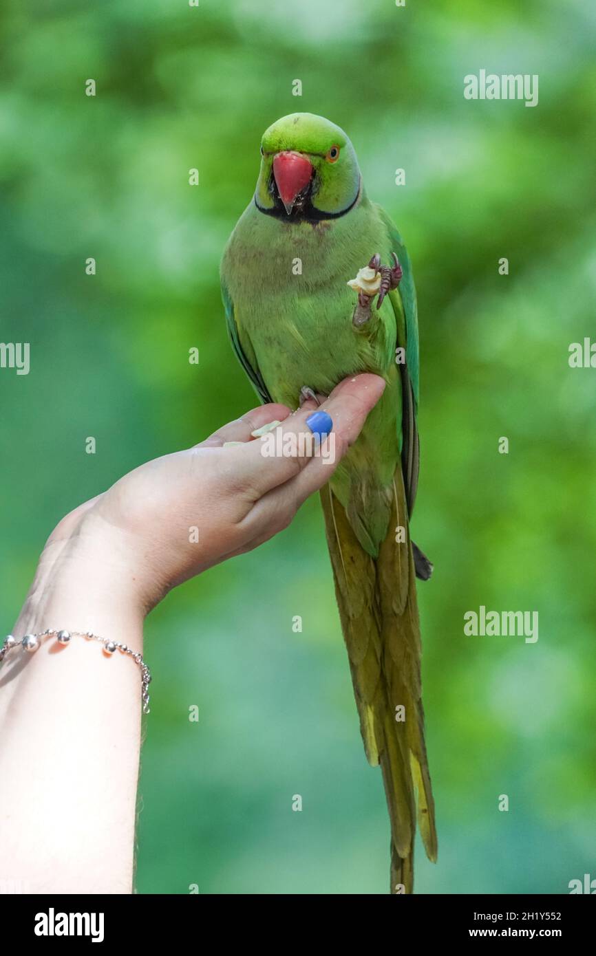 Frau füttert Rosenberingsittich im St James's Park, London England Vereinigtes Königreich Großbritannien Stockfoto