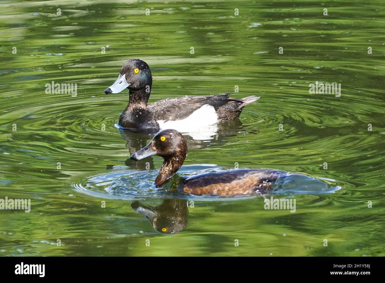 Getuftete Ente, Aythya fuligula, Männchen und Weibchen Stockfoto