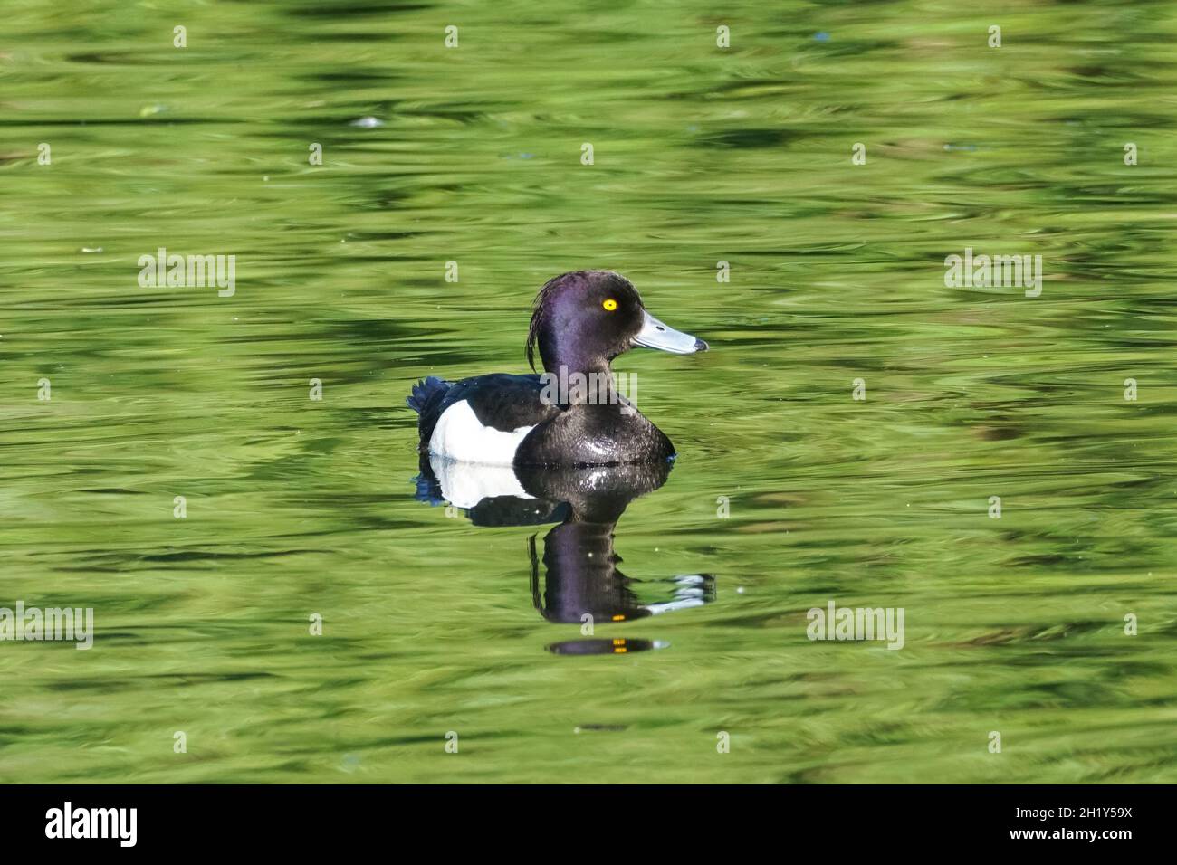 Getuftete Ente, Aythya fuligula, Männchen Stockfoto