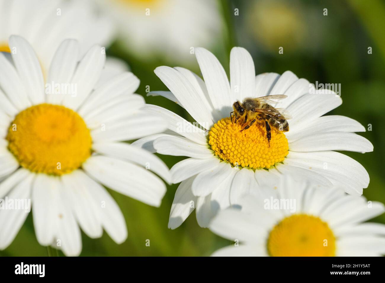 Honigbiene sammelt Pollen auf einer Wildblume Stockfoto