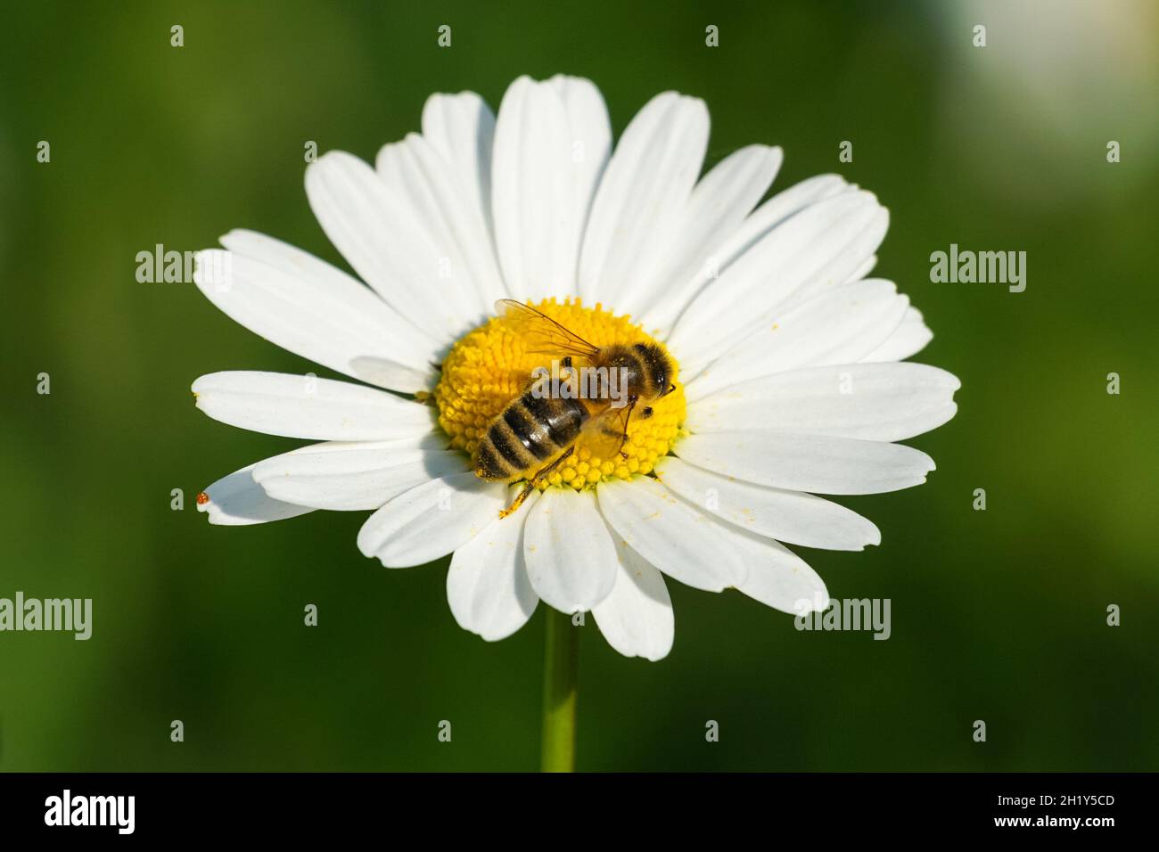 Honigbiene sammelt Pollen auf einer Wildblume Stockfoto
