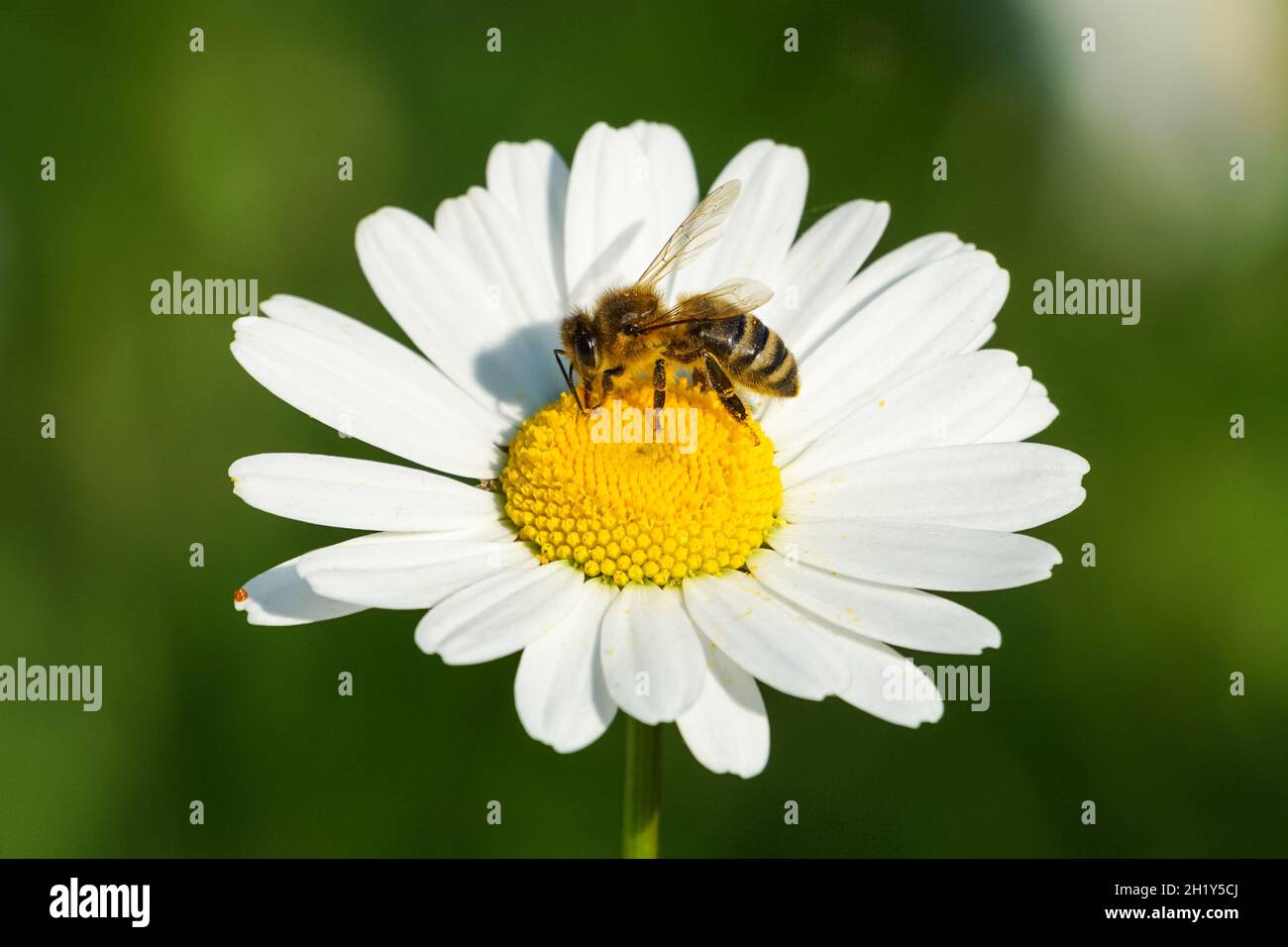 Honigbiene sammelt Pollen auf einer Wildblume Stockfoto
