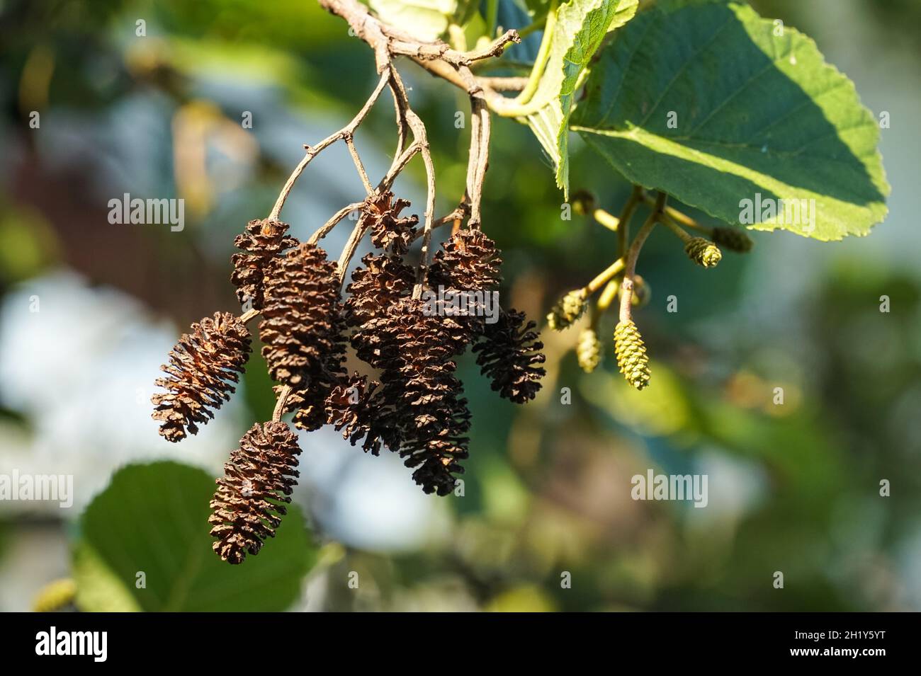 Männliche und weibliche Blüten von gemeiner Erle im Frühjahr Stockfoto