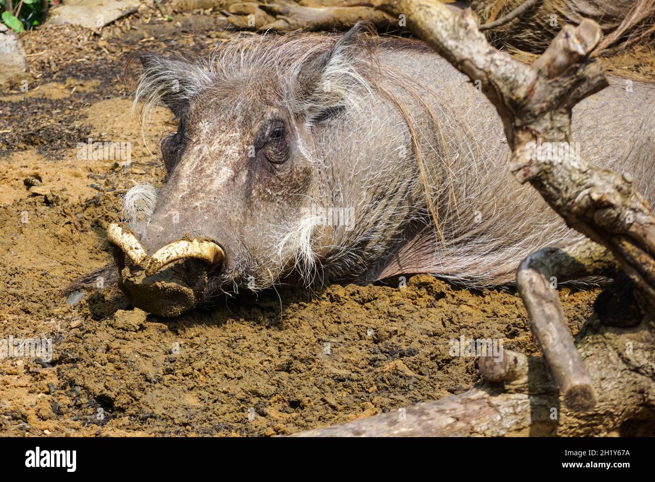 Gewöhnlicher Warzenschwein, Phacochoerus africanus Stockfoto