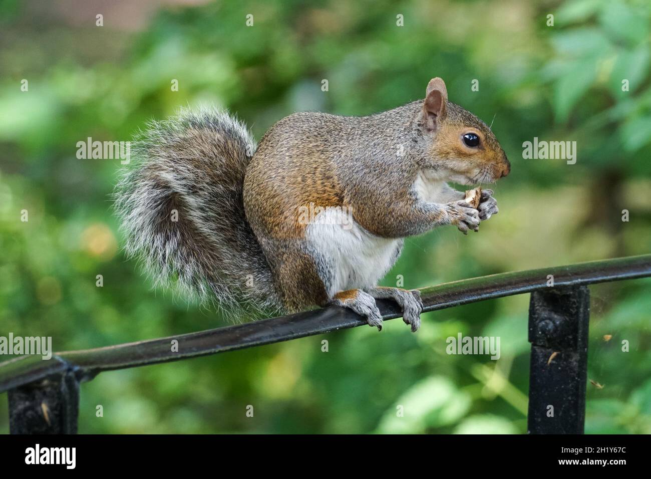 Graues Eichhörnchen in einem Park essen Nuss Stockfoto