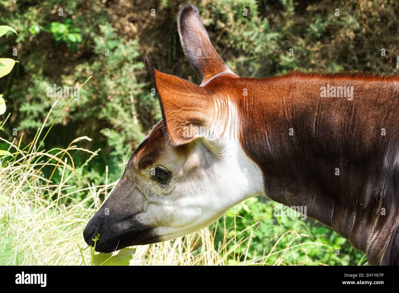 Okapi oder Waldgiraffe, Okapia johnstoni Stockfoto