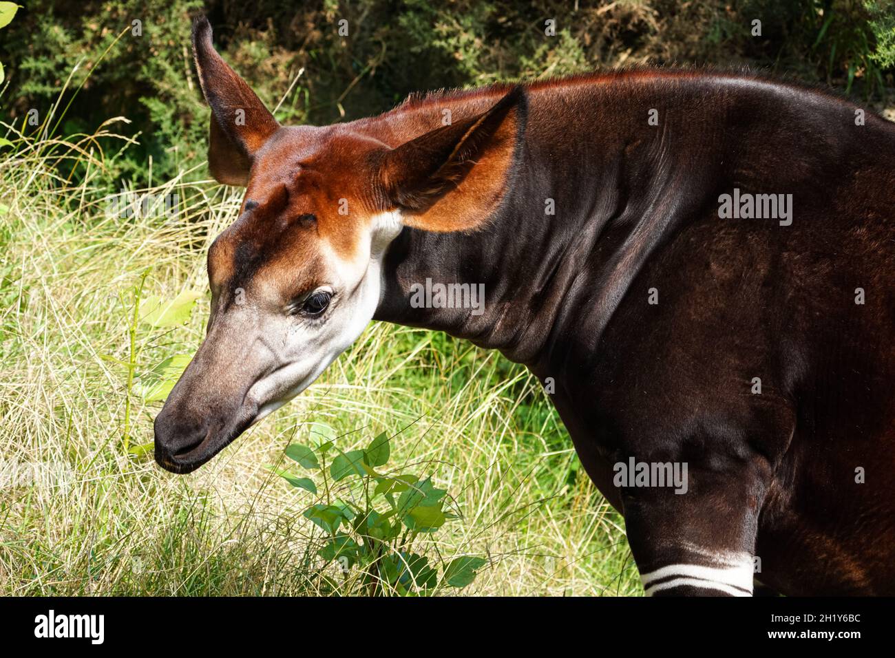 Okapi oder Waldgiraffe, Okapia johnstoni Stockfoto