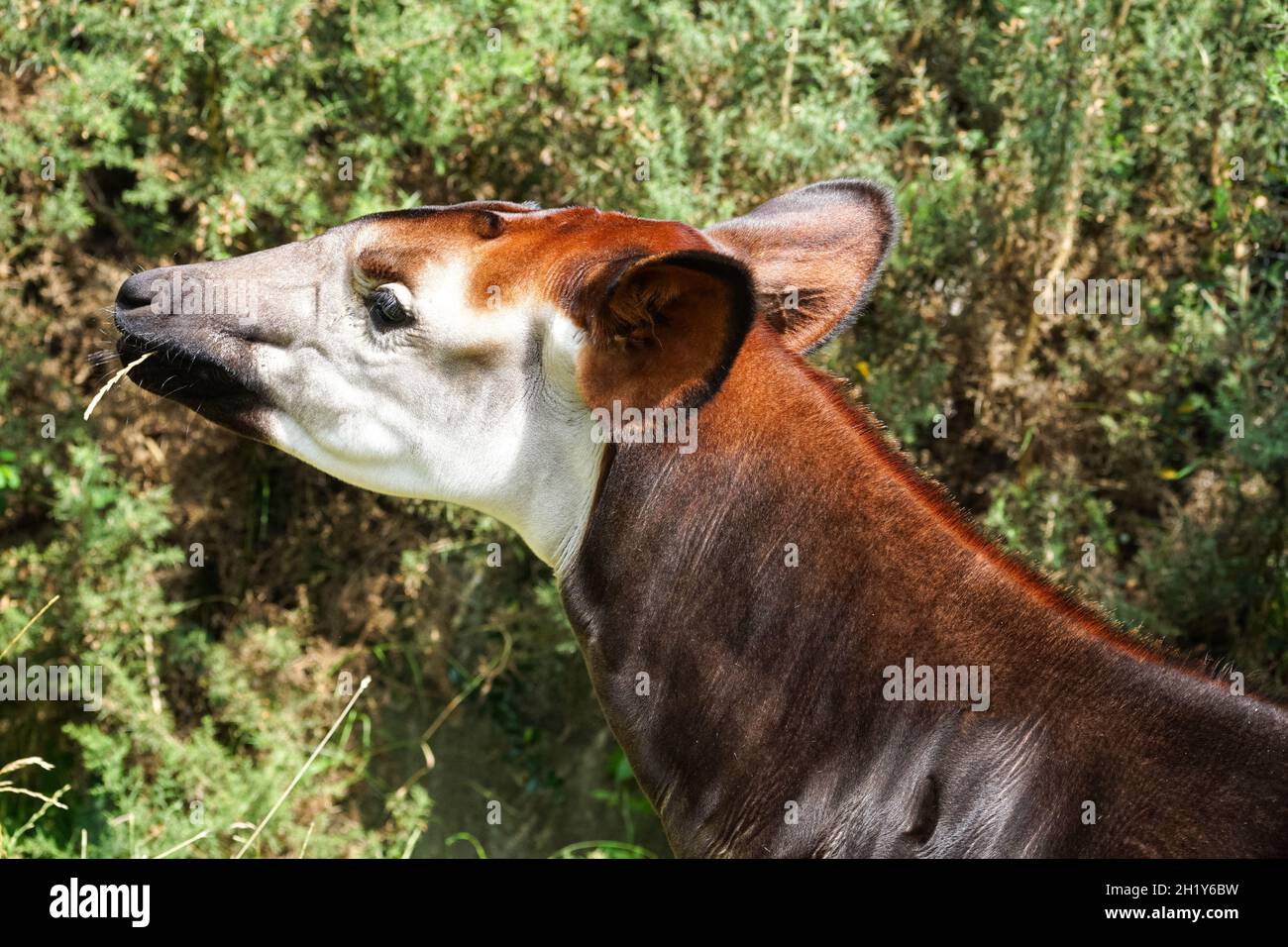 Okapi oder Waldgiraffe, Okapia johnstoni Stockfoto