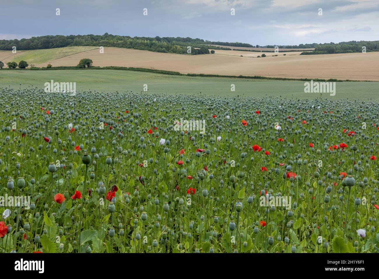 Feld mit Mohnblumen bereit für die Ernte auf dem Clarendon Way Walk in Hampshire, England, Großbritannien Stockfoto