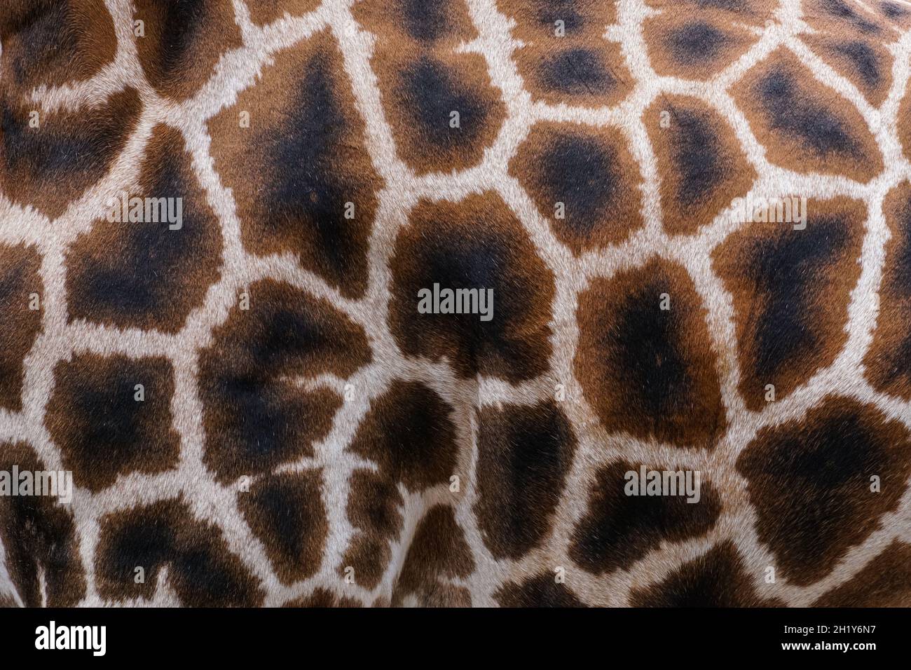 Muster der Giraffenhaut von der Seite aus gesehen Stockfoto