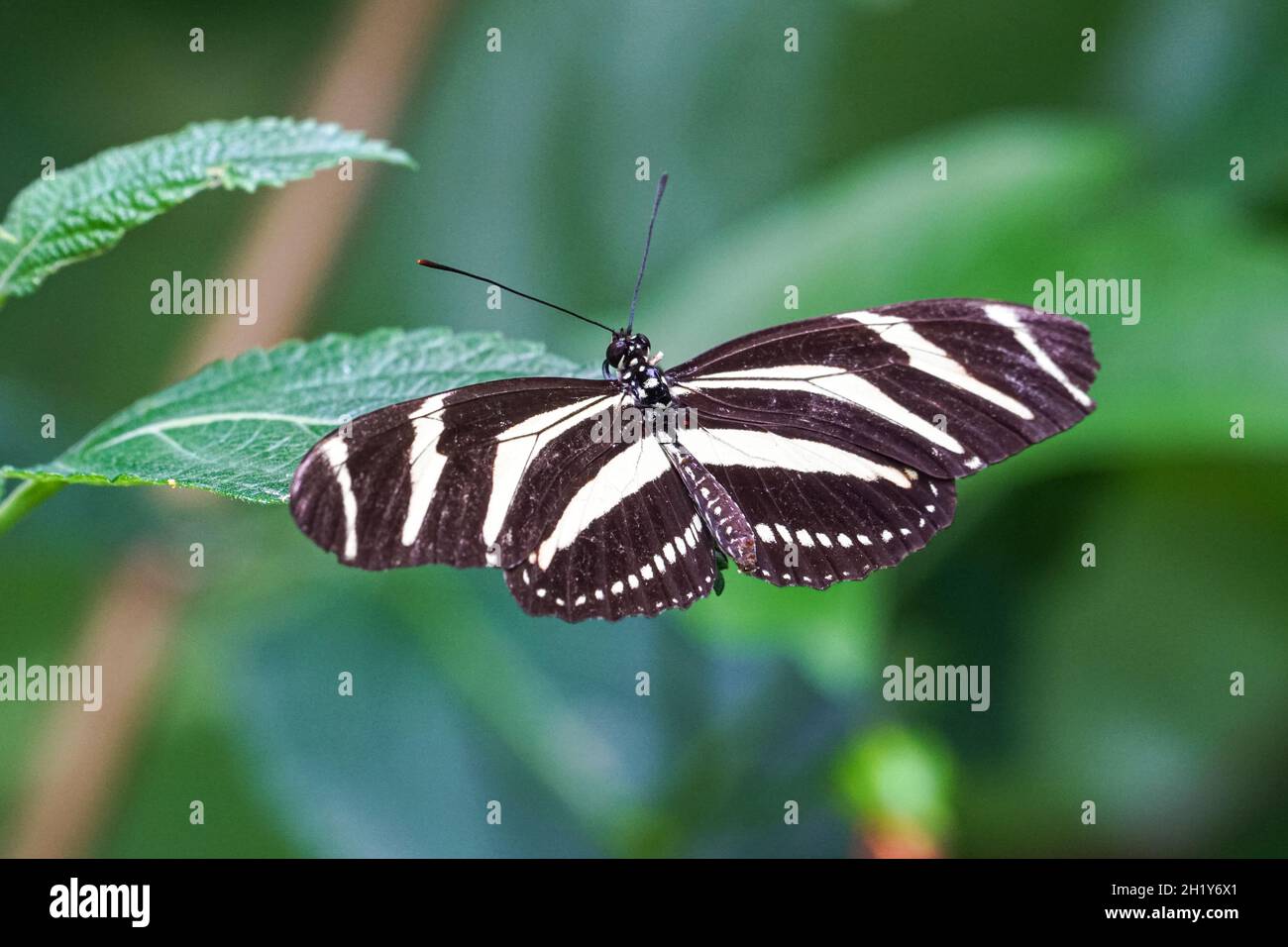 Nahaufnahme des Zebra-Langflügels, Heliconius-Charthonia Stockfoto