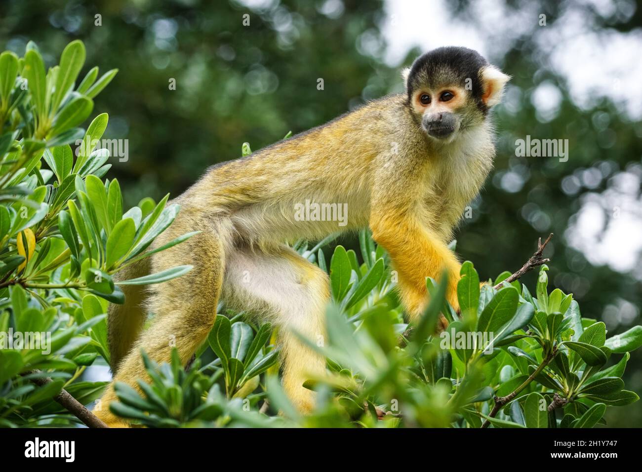 Schwarzer Eichhörnchen-Affe auf einem Baum Stockfoto