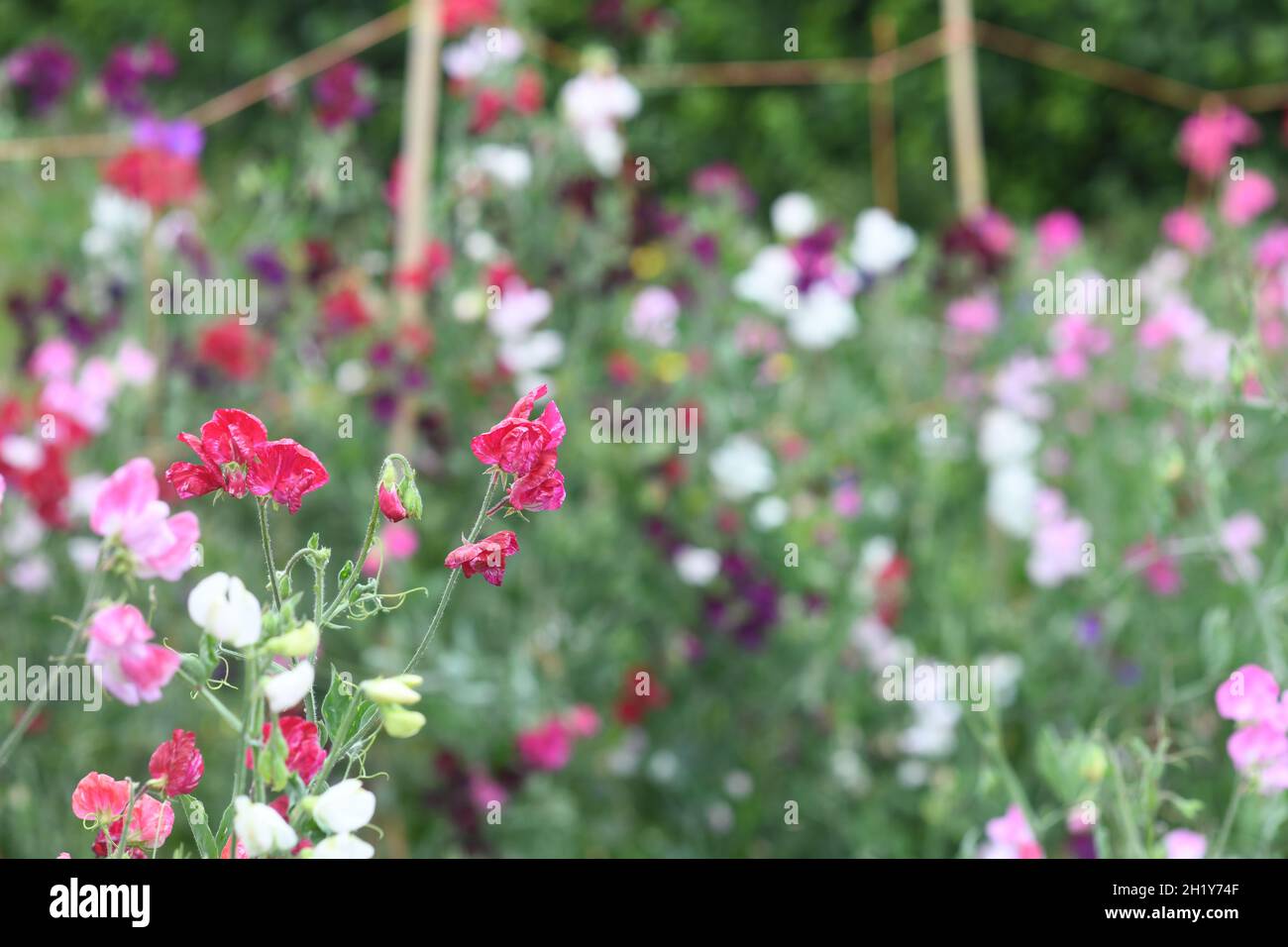 Rand mit süßen Erbsen Stockfoto