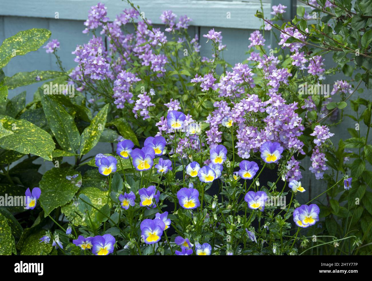 Die Gartengrenze pflanzt Nemesias und Violas gegen einen blau gestrichenen Zaun Stockfoto