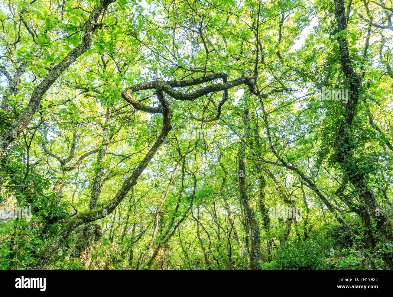 Frankreich, Ardeche, Parc naturel regional des Monts d'Ardeche (regionaler Naturpark Monts d'Ardeche), Les Vans, Bois de Paiolive, schlangenförmiger Puberkent Stockfoto