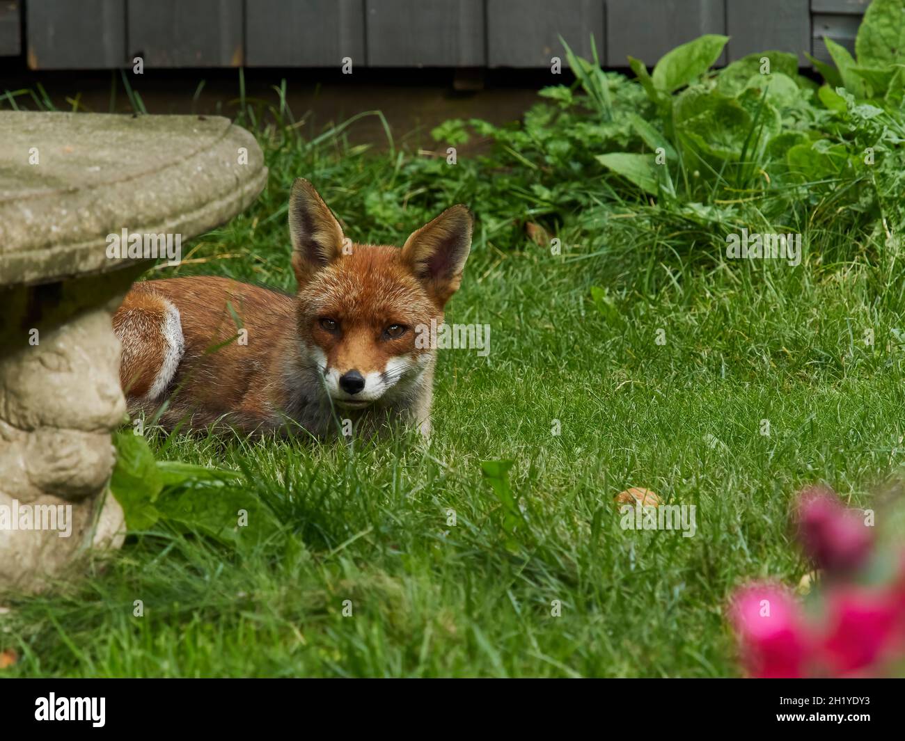 Ein Fuchs besucht einen Wohngarten in Londons Vororten und guckert hinter einer Steinbank hervor, um den Fotografen im Auge zu behalten. Stockfoto