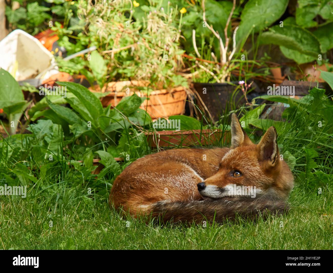 Ein Fuchs besucht einen Wohngarten in Londons Vororten, erschreckt wach von seiner schattigen Ruhe durch einen Lärm in der Nähe. Stockfoto