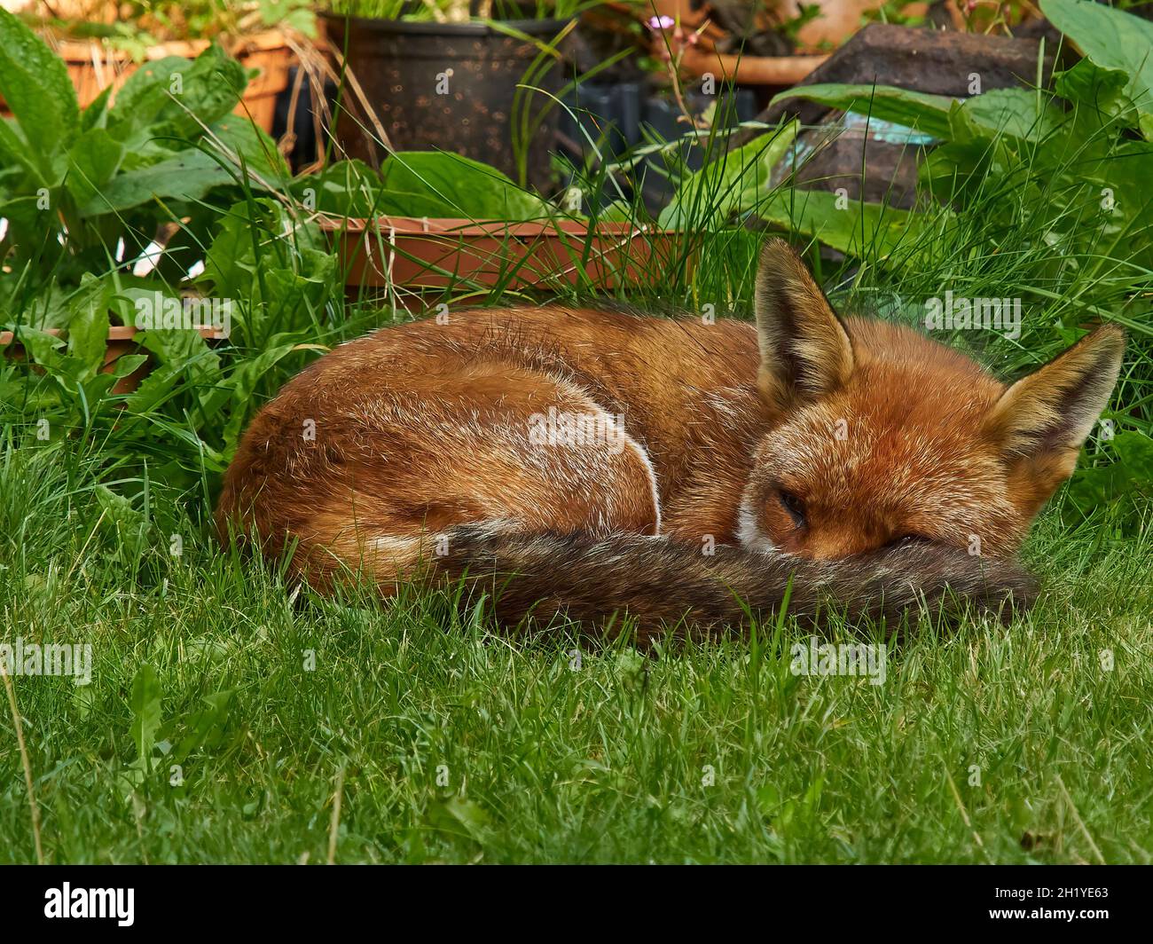 Ein Fuchs besucht einen Wohngarten in Londons Vororten und ruht sich im Schatten aus (allerdings mit einem Auge offen, um den Fotografen zu beobachten!). Stockfoto