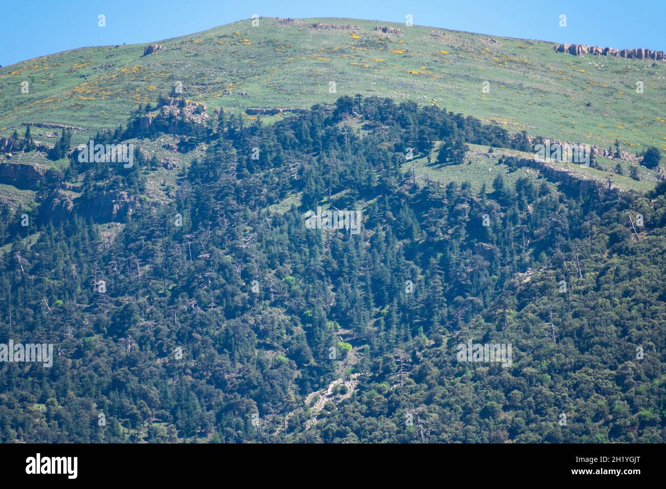 Mount Chelia in der Region Aures Stockfoto