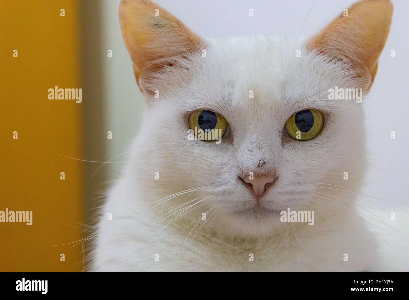 Weiße Katze und weiße Augen Stockfoto