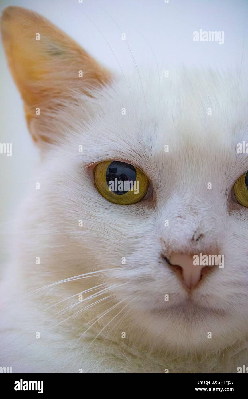 Weiße Katze und weiße Augen Stockfoto