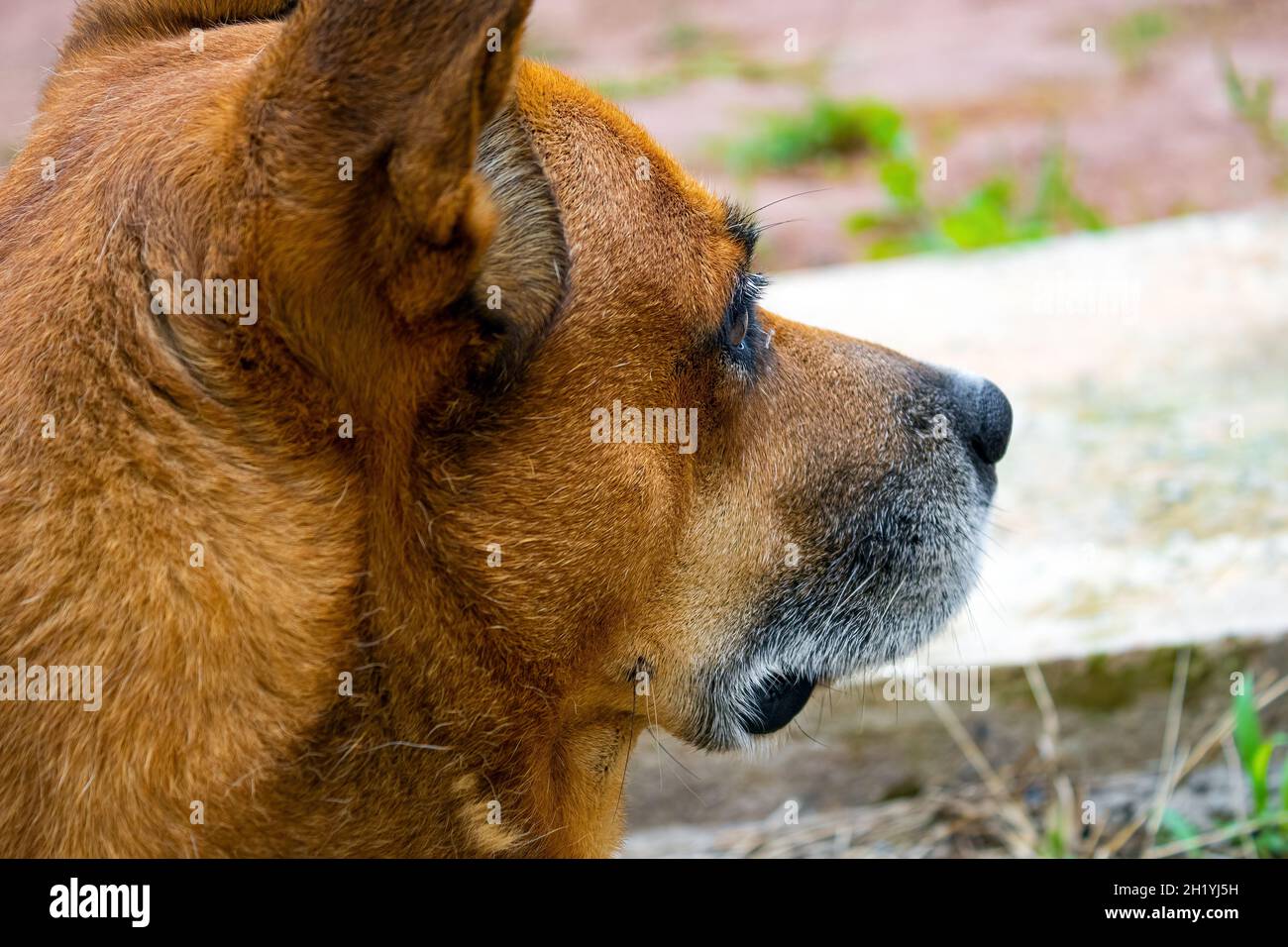 Ein Karamellhund Stockfoto