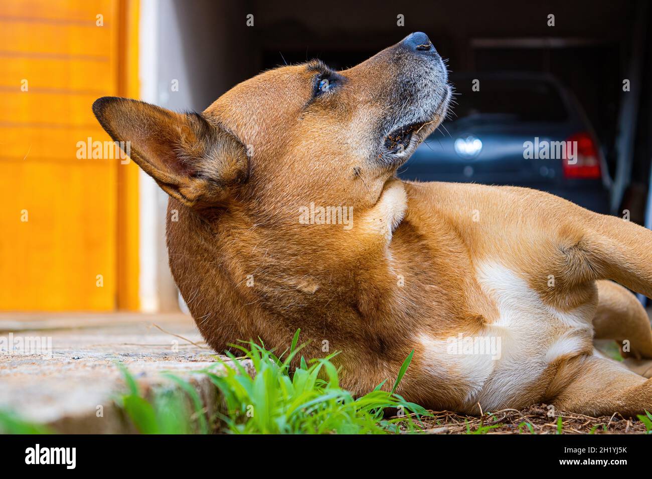 Ein Karamellhund Stockfoto
