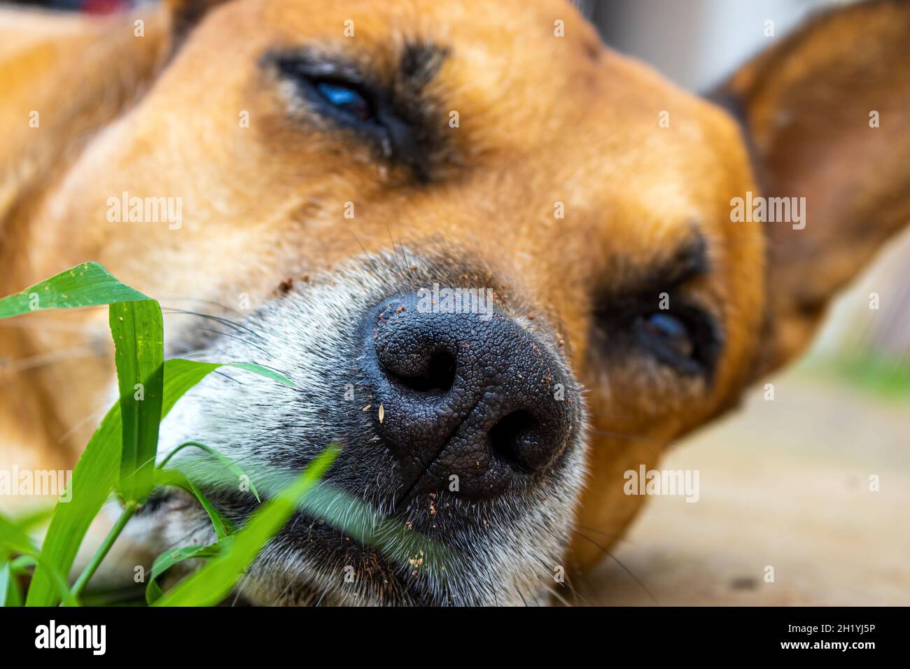 Ein Karamellhund Stockfoto