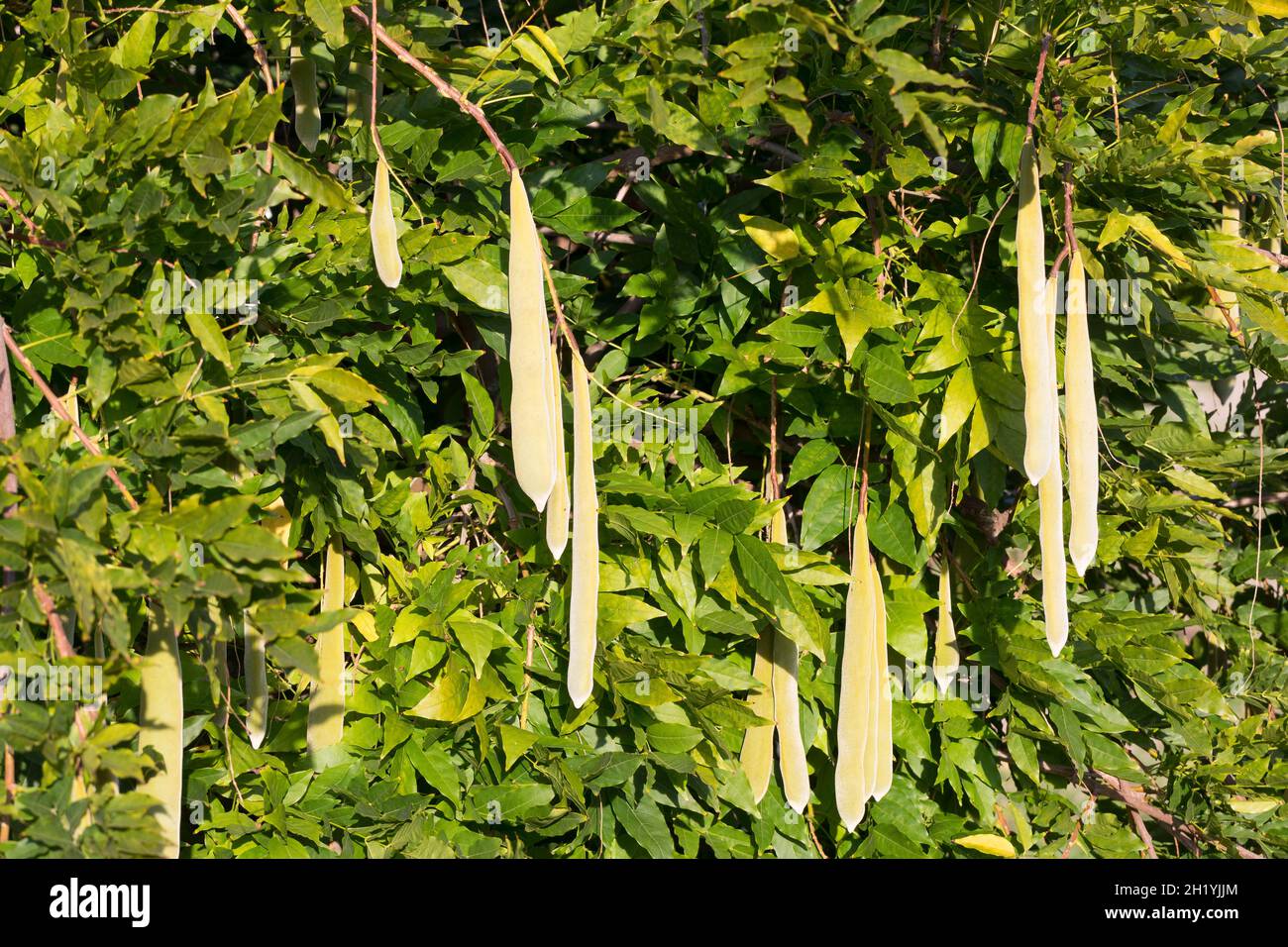 Glyzine Stockfotos und -bilder Kaufen - Alamy