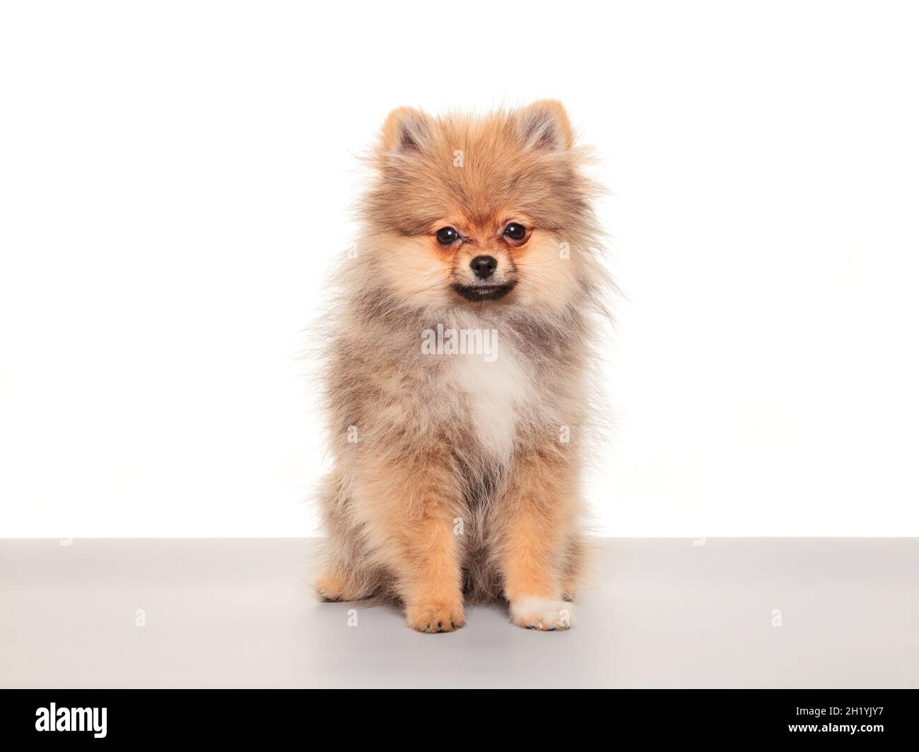 Pommersche spitze. Porträt eines sitzenden pommerschen spitzes isoliert auf Weiß. Kleiner roter Hund sitzt auf grauem Tisch und isoliert vor weißem Hintergrund Stockfoto