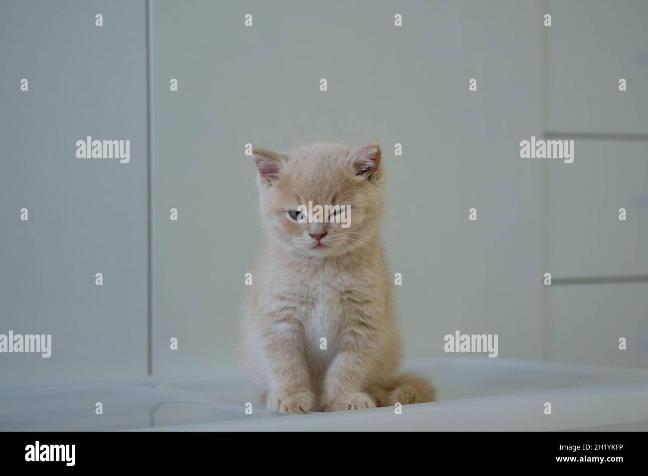 Porträt eines niedlichen kurzhaarigen Ingwer-Kätzchens zwinkert an der Kamera Stockfoto
