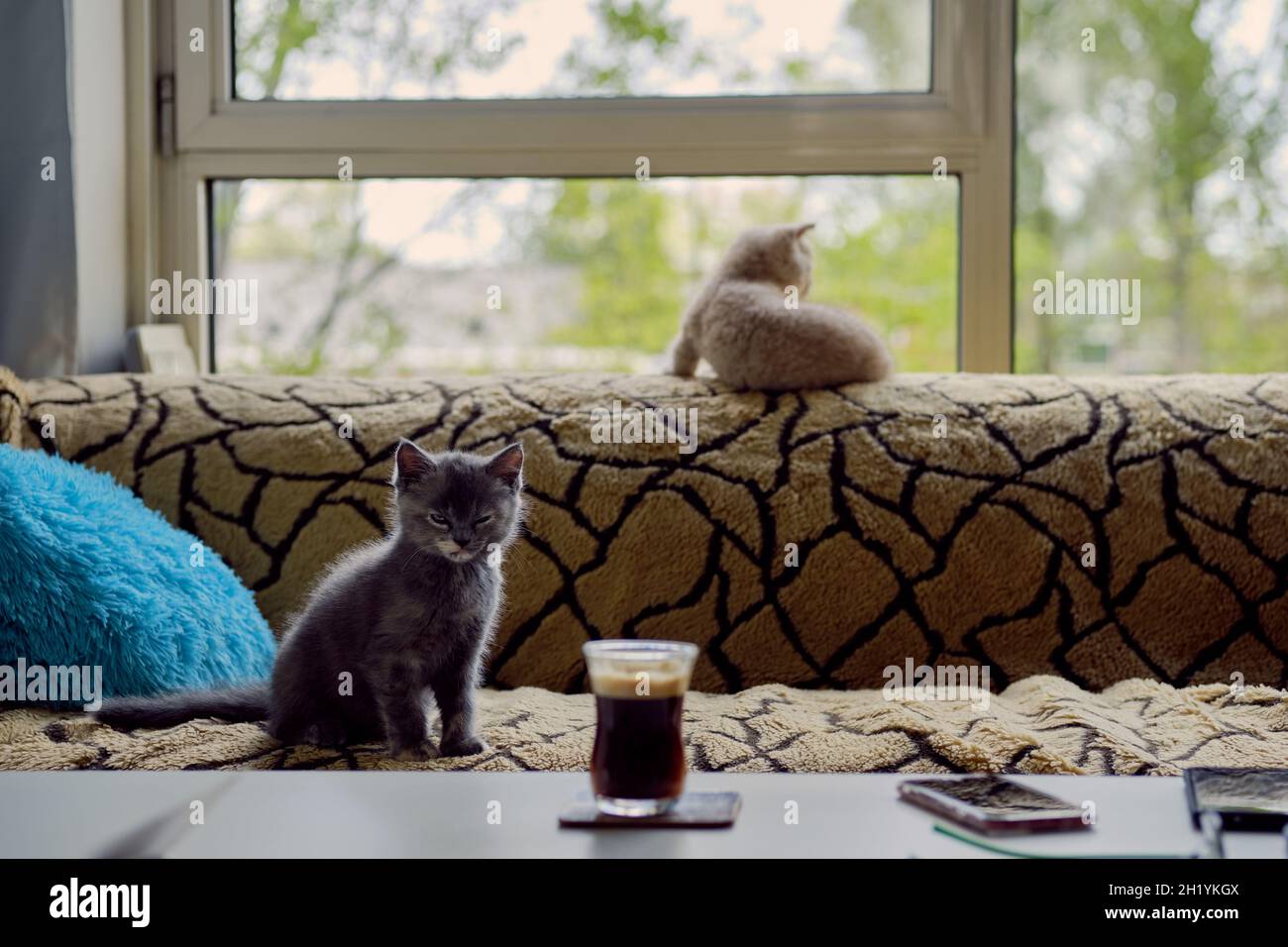 Ein süßes, schlafliches graues Kätzchen sitzt auf einem Sofa und schaut auf eine Tasse Kaffee, die auf dem Tisch steht. Im Hintergrund schaut Ingwer-Kätzchen aus dem Fenster. Stockfoto